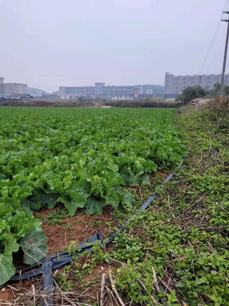 蔬菜新强春，白菜上市上市，欢迎各位老板前来收购。给钱就卖