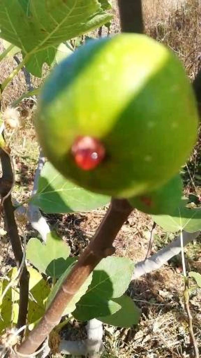 正宗威海青皮无花果枝条包邮包技术5斤包装每箱68元