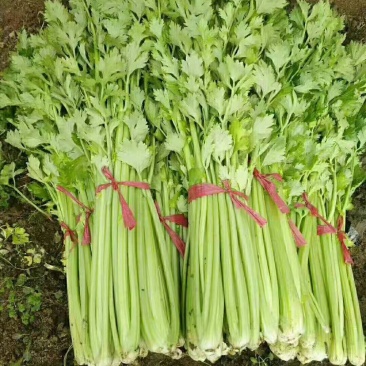 本地芹菜大量上市，欢迎您的来电咨询与订购