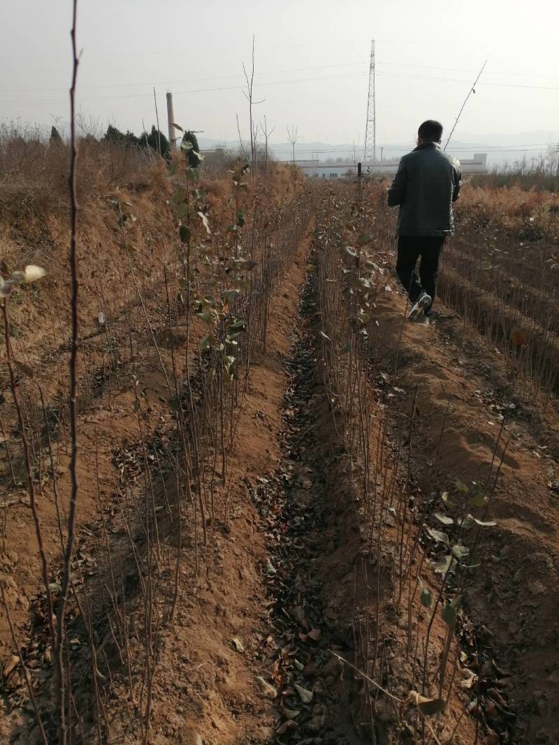 农户自己种植海棠苗，地径0.4以上0.45元，销售中