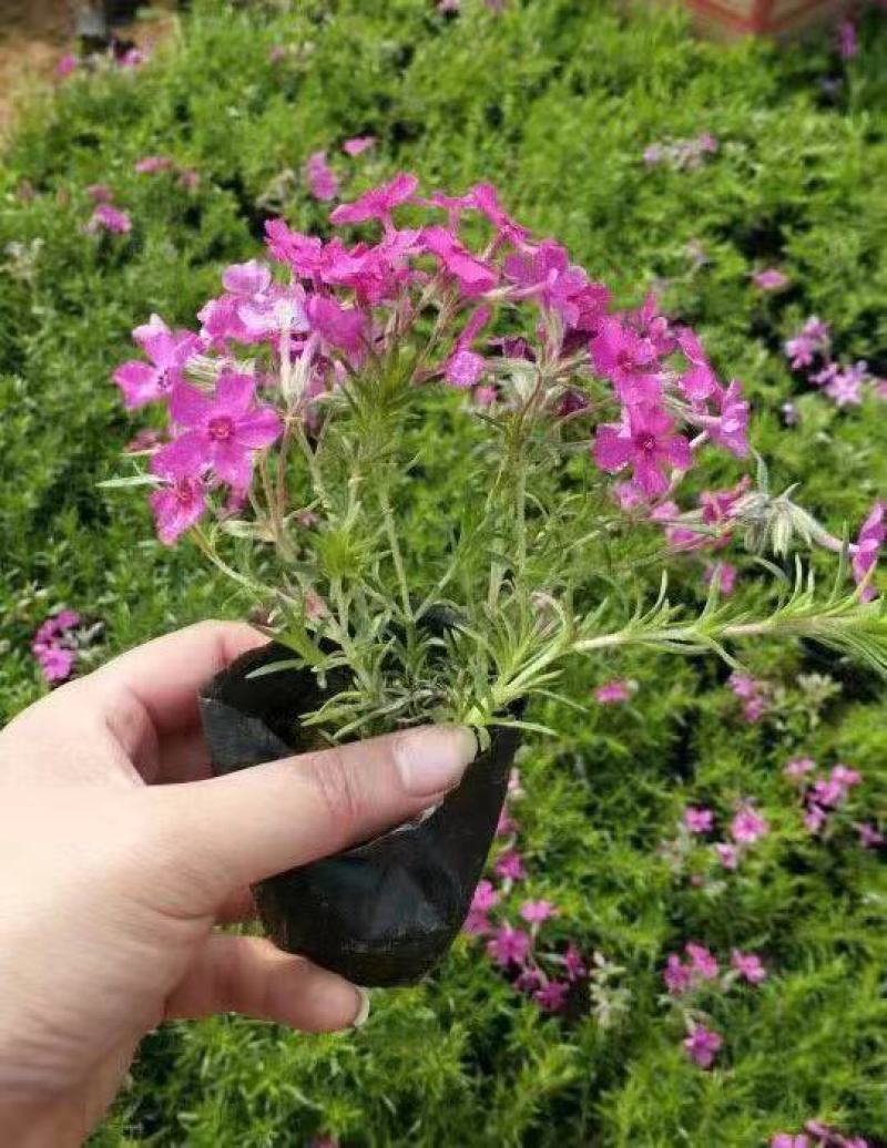基地直销丛生福禄考（芝樱，三色齐全，欢迎采购）