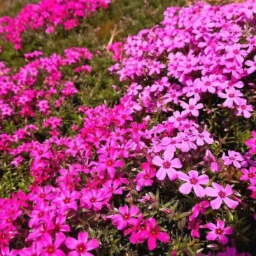 基地直销丛生福禄考（芝樱，三色齐全，欢迎采购）