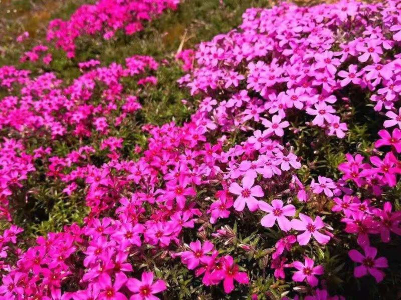基地直销丛生福禄考（芝樱，三色齐全，欢迎采购）