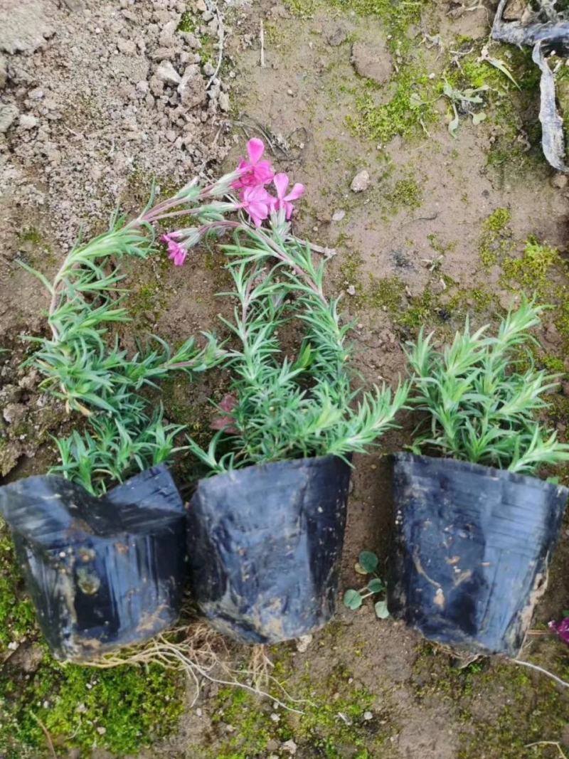 基地直销丛生福禄考（芝樱，三色齐全，欢迎采购）