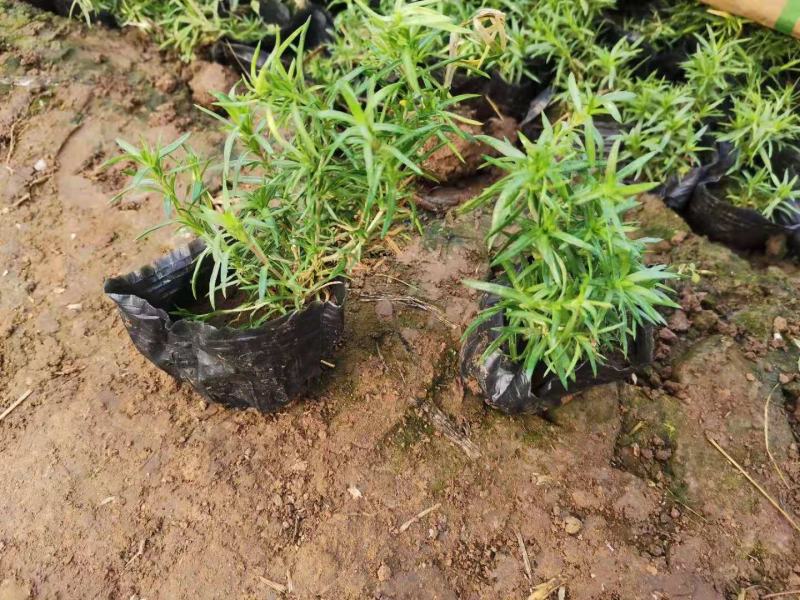 基地直销丛生福禄考（芝樱，三色齐全，欢迎采购）