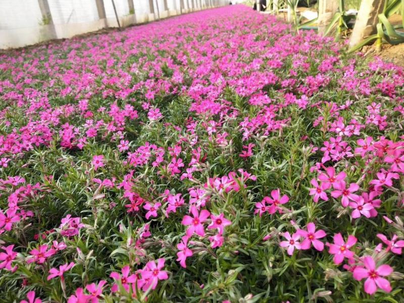 基地直销丛生福禄考（芝樱，三色齐全，欢迎采购）
