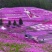 基地直销丛生福禄考（芝樱，三色齐全，欢迎采购）