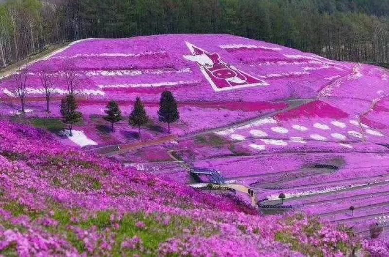 基地直销丛生福禄考（芝樱，三色齐全，欢迎采购）