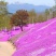基地直销丛生福禄考（芝樱，三色齐全，欢迎采购）