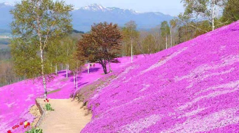 基地直销丛生福禄考（芝樱，三色齐全，欢迎采购）
