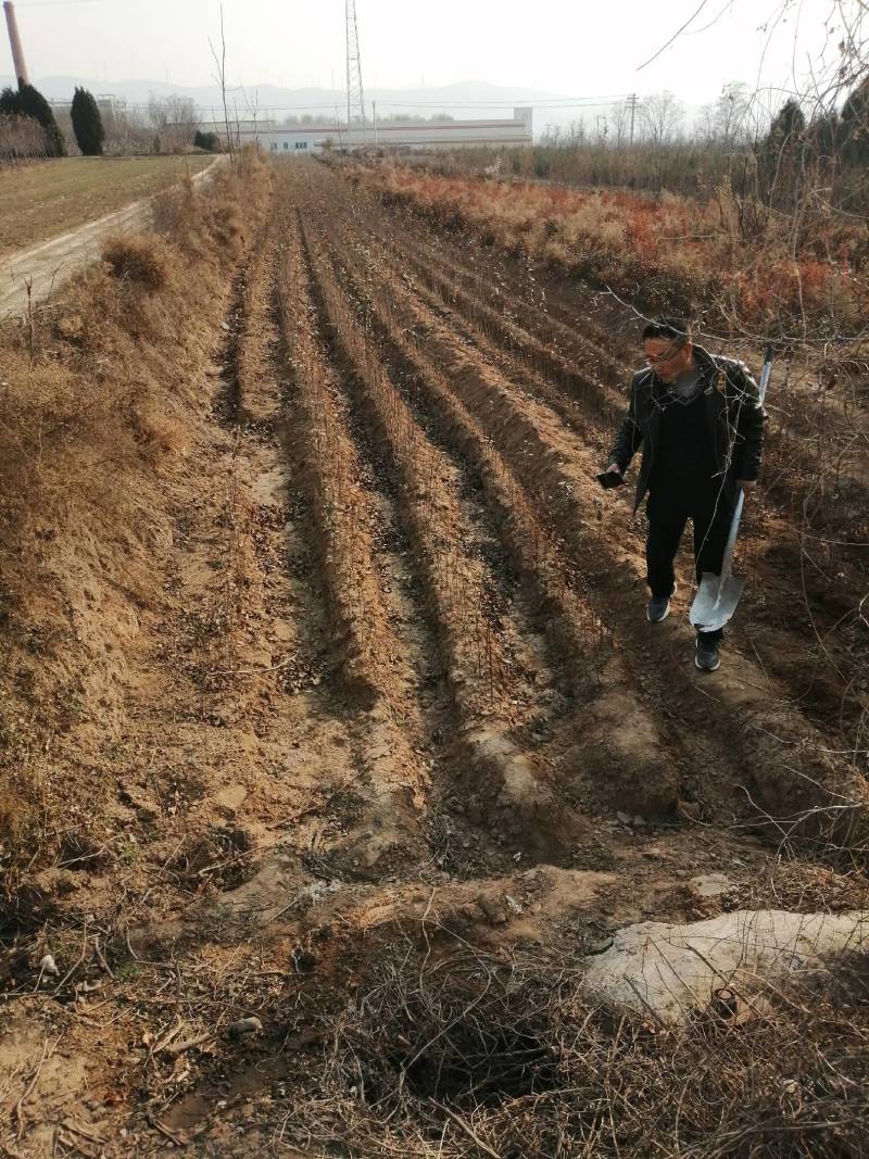 农户自己种植海棠苗，地径0.4以上0.45元，销售中