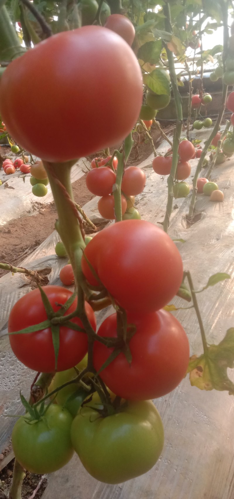 宁夏银川市西红柿种植基地