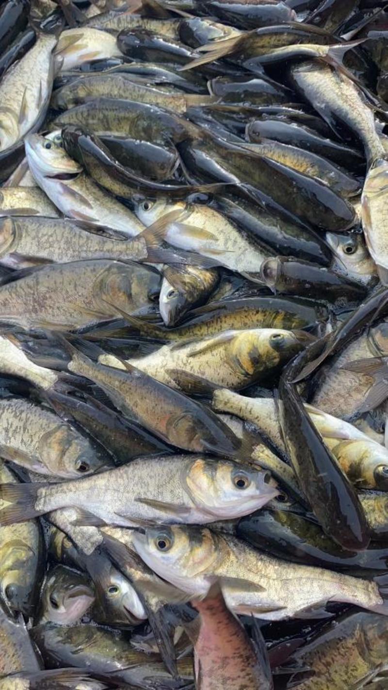 大头鱼苗鳙鱼苗抗病力强养殖经济效益高