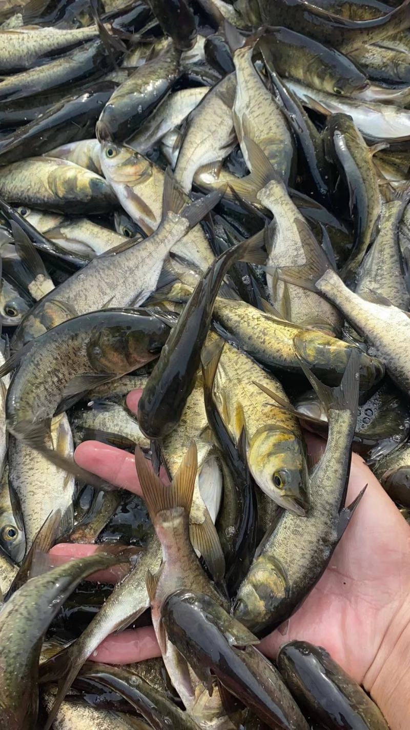 大头鱼苗鳙鱼苗抗病力强养殖经济效益高
