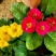 报春花，年销花，颜色鲜艳，花期长，支持线上交易