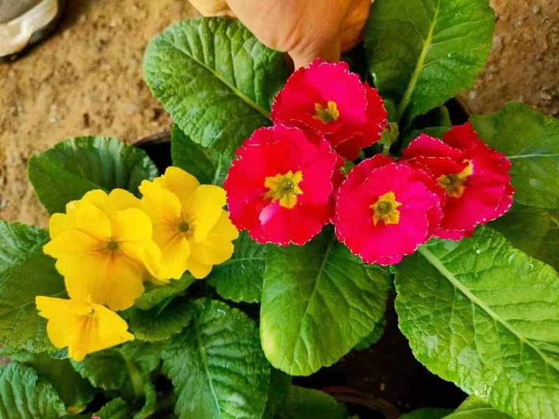报春花，年销花，颜色鲜艳，花期长，支持线上交易