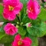 报春花，年销花，颜色鲜艳，花期长，支持线上交易
