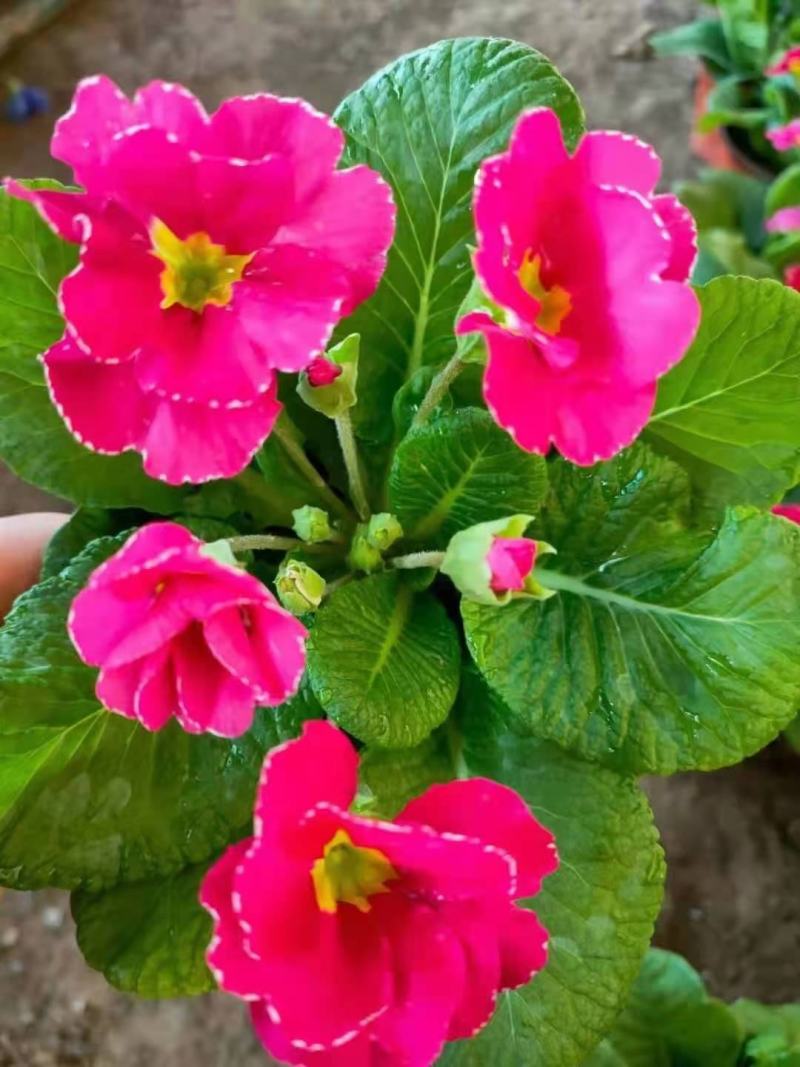 报春花，年销花，颜色鲜艳，花期长，支持线上交易