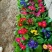 报春花，年销花，颜色鲜艳，花期长，支持线上交易