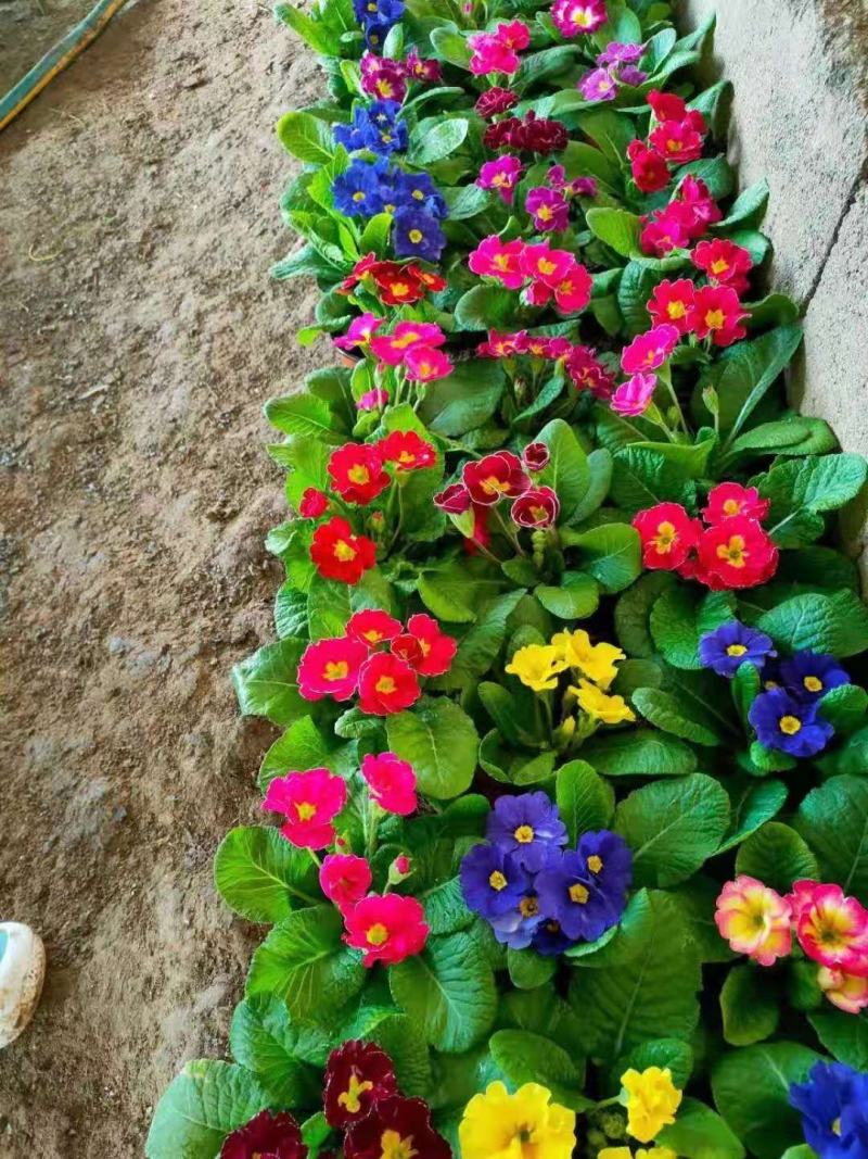 报春花，年销花，颜色鲜艳，花期长，支持线上交易