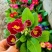 报春花，年销花，颜色鲜艳，花期长，支持线上交易