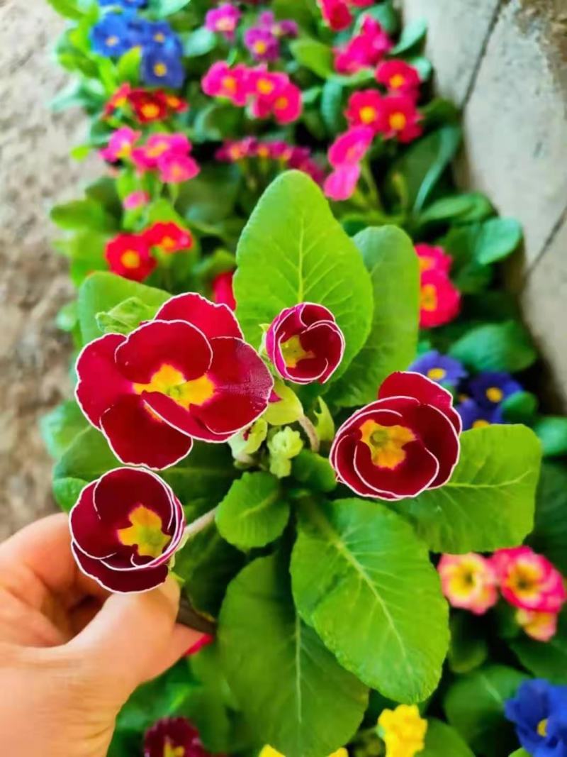 报春花，年销花，颜色鲜艳，花期长，支持线上交易