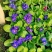 报春花，年销花，颜色鲜艳，花期长，支持线上交易