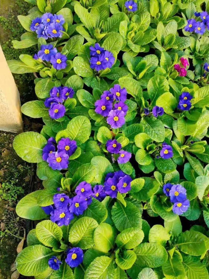 报春花，年销花，颜色鲜艳，花期长，支持线上交易