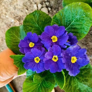 报春花，年销花，颜色鲜艳，花期长，支持线上交易