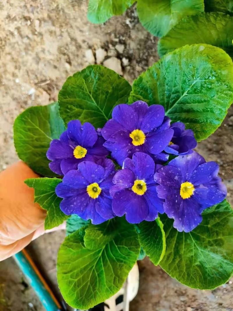 报春花，年销花，颜色鲜艳，花期长，支持线上交易