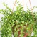 百万心吊兰植物花盆栽客厅盆景室内花卉四季常青好养植物带盆