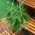 百万心吊兰植物花盆栽客厅盆景室内花卉四季常青好养植物带盆
