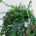 百万心吊兰植物花盆栽客厅盆景室内花卉四季常青好养植物带盆