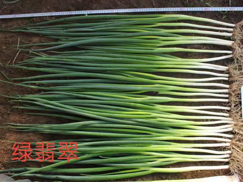 小香葱一年四季只做精品，需要精品香葱随时联系我