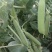 豌豆荚精品货大量供应中