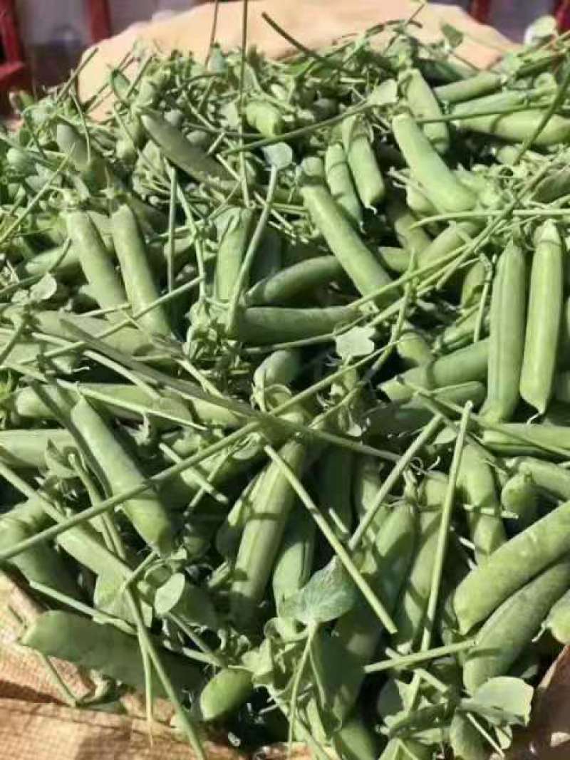 豌豆荚精品货大量供应中