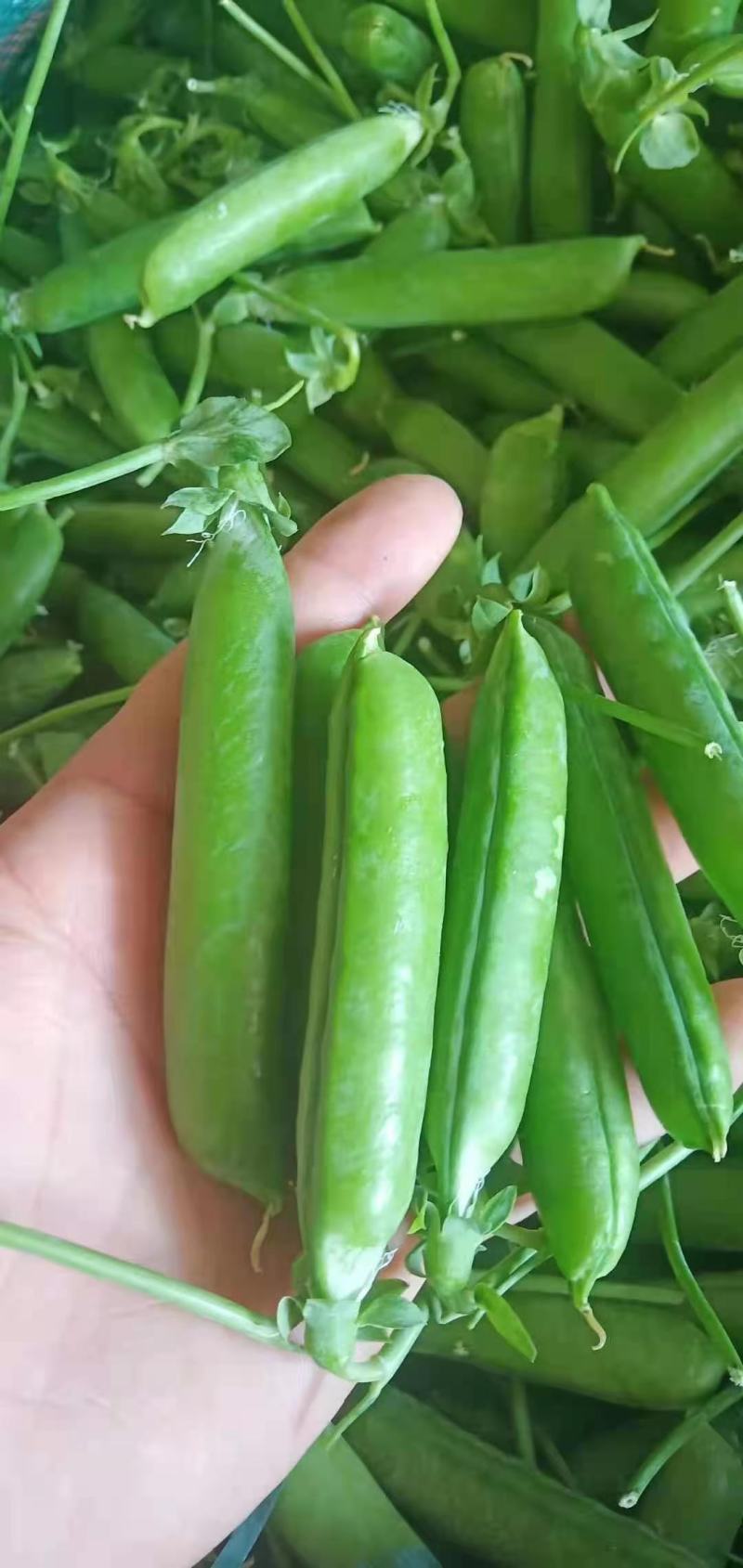 豌豆荚精品货大量供应中