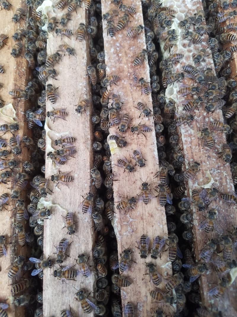 本店常年供应中蜂蜂蜡，蜂农一手货源，诱蜂绝品，实惠好货。
