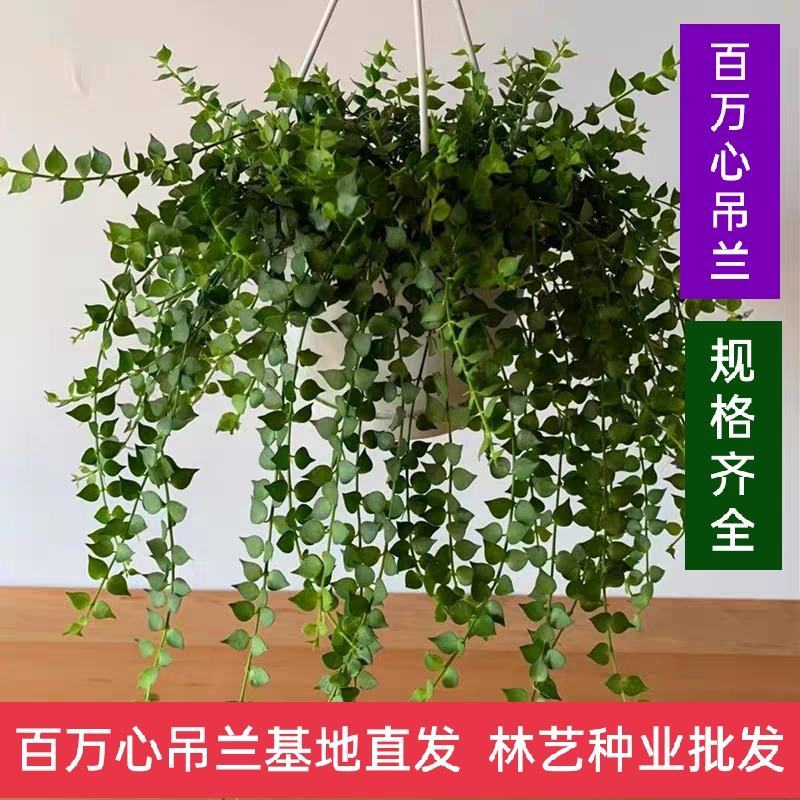 百万心吊兰盆栽多肉室内长藤垂吊情人泪耐阴好养植物四季长青