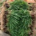 红根蒜苗30~45沙土地高货源充足有需要的请联系！！