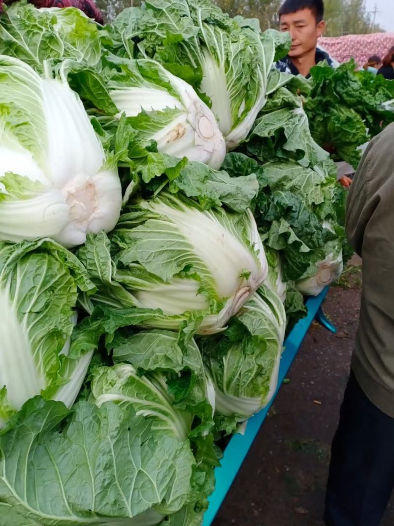 精品白菜，黄心白菜大量上市有需要的请联系