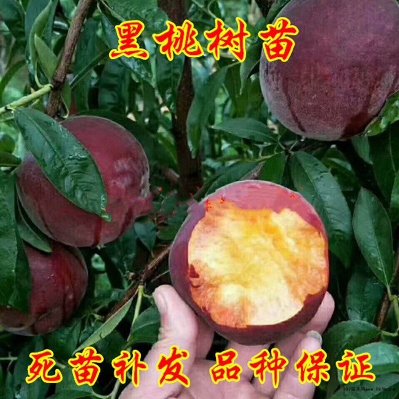 [荐]黑桃苗黑桃树苗免费提供种植技术现挖现发