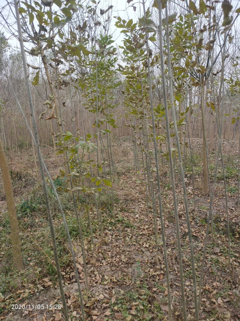 白蜡，速生白蜡2公分3公分4公分6公分8公分9公分一级树