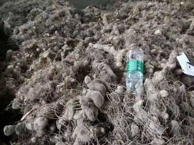 黄精姜型多花倒苗黄精高含量黄精茎块芽苗黄精茎块芽苗