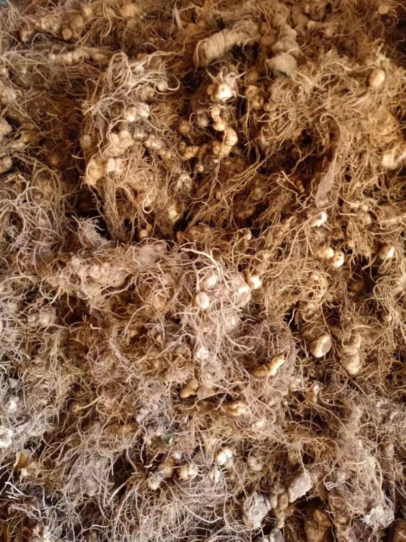 黄精姜型多花倒苗黄精高含量黄精茎块芽苗黄精茎块芽苗