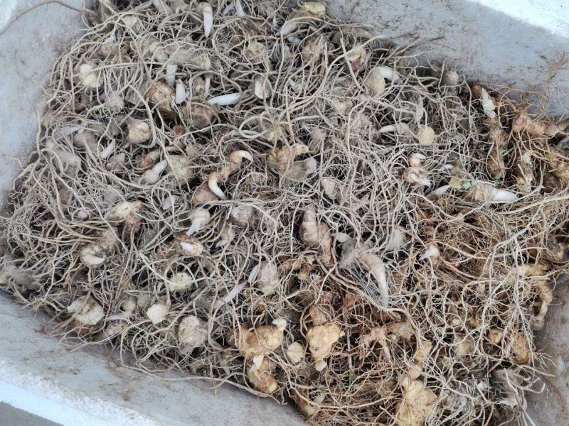黄精姜型多花倒苗黄精高含量黄精茎块芽苗黄精茎块芽苗