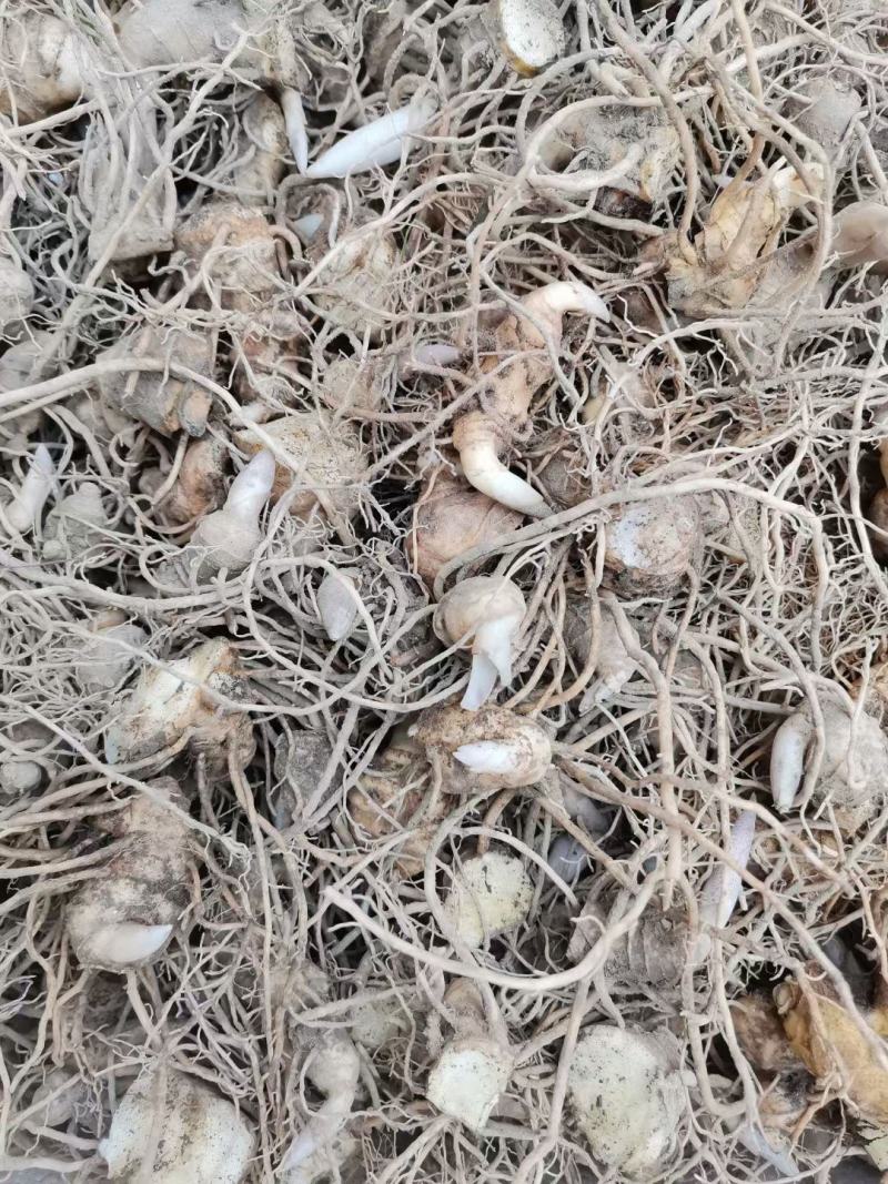 黄精姜型多花倒苗黄精高含量黄精茎块芽苗黄精茎块芽苗