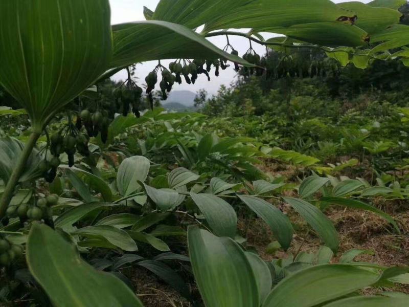 黄精姜型多花倒苗黄精高含量黄精茎块芽苗黄精茎块芽苗