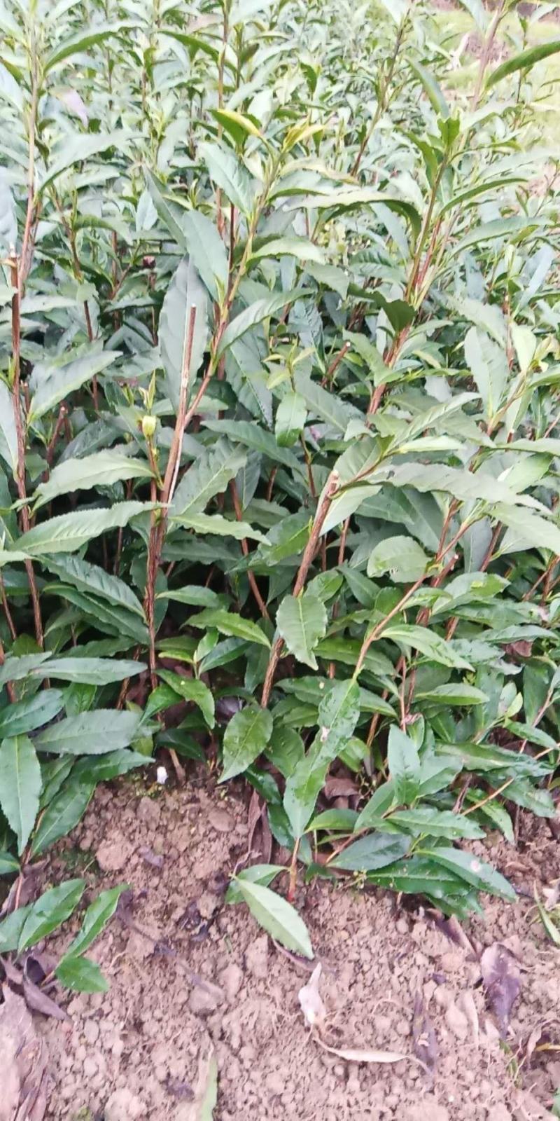 湖南湘西黄金茶叶苗保靖黄金茶1号苗八号苗基地直销