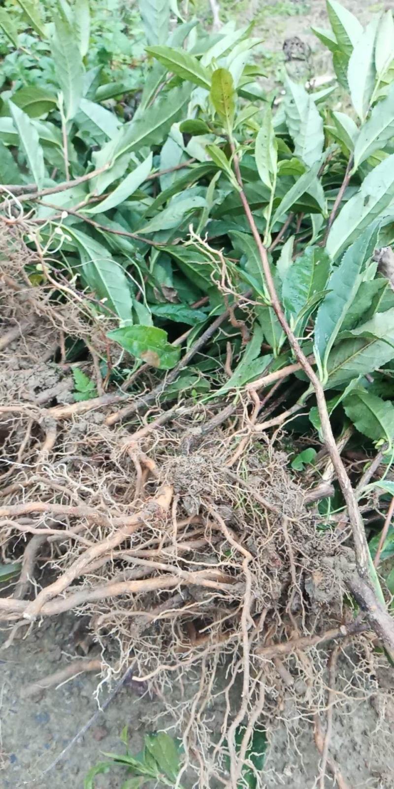 湖南湘西黄金茶叶苗保靖黄金茶1号苗八号苗基地直销
